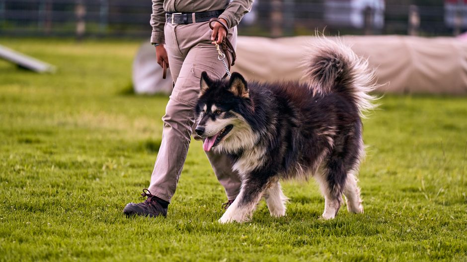 犬のしつけ教室